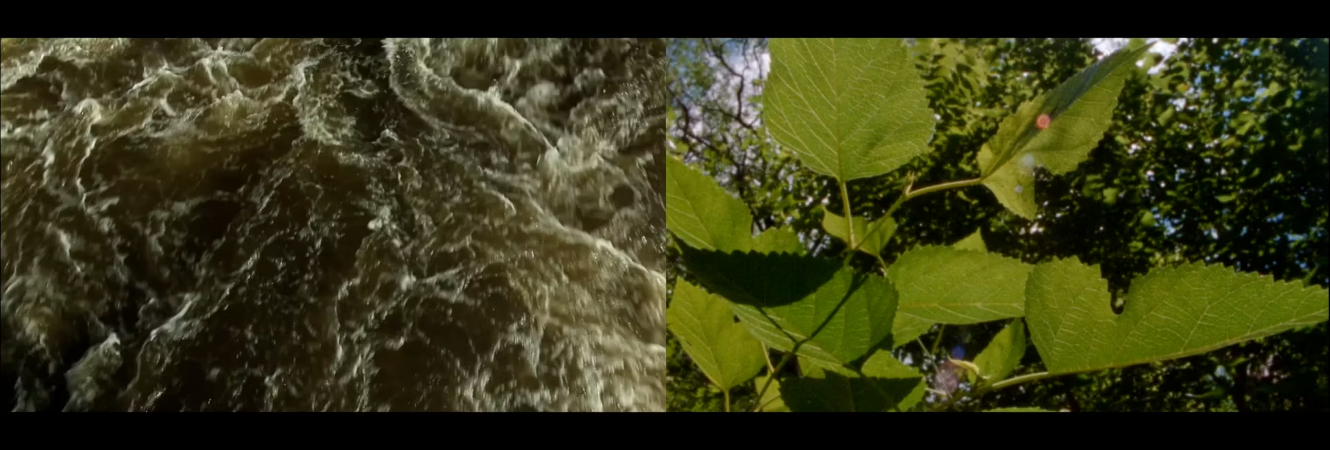 A dual screen capture of rushing water on the left and tree foliage on the right.